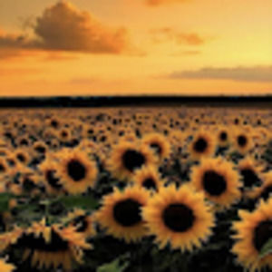 Meet your Posher, Addie